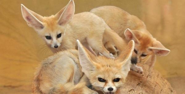 عکس روباه صحرای بزرگ افریقا