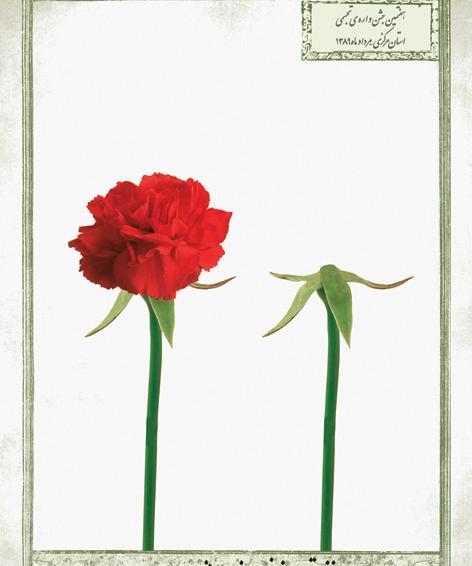 عکس گل حجاب