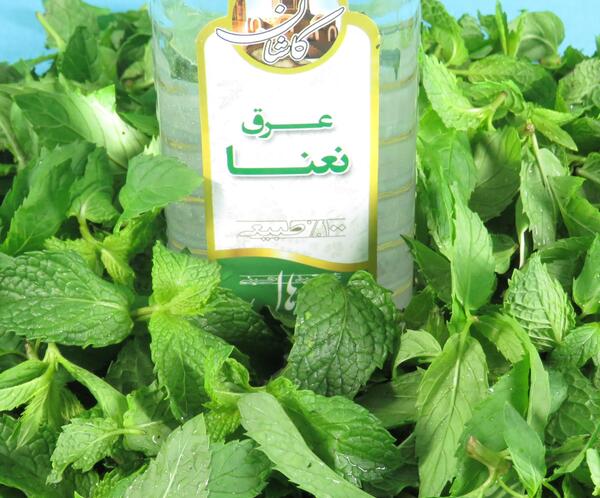 عکس نعنا پونه