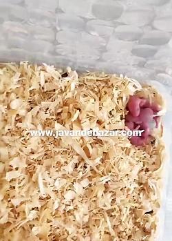عکس عضلات ببر