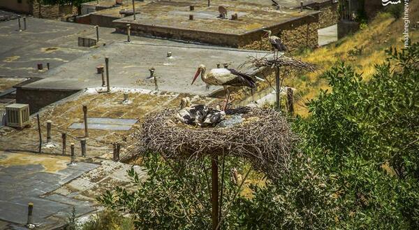 عکس روباه زیبای ایرانی