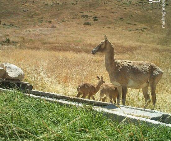 عکس روباه زیبای ایرانی