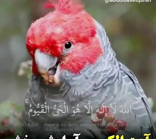 دانلود عکس آیت الکرسی برای پروفایل