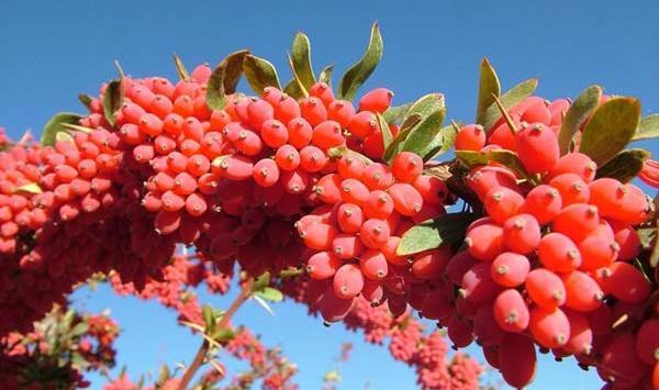 عکس تصویر زرشک تازه