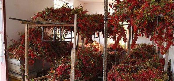 عکس تصویر زرشک تازه