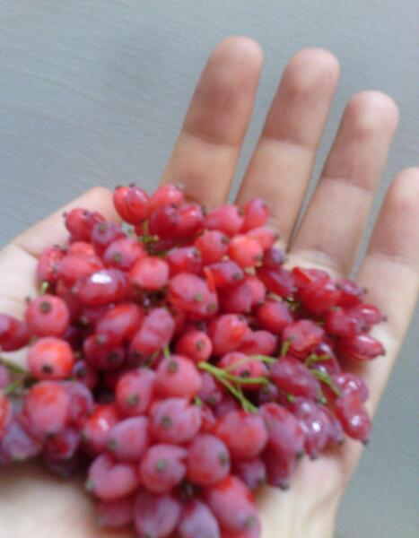 عکس تصویر زرشک تازه