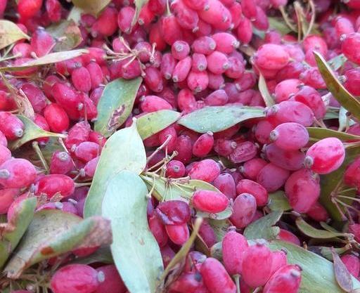 عکس تصویر زرشک تازه