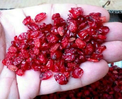 عکس تصویر زرشک تازه