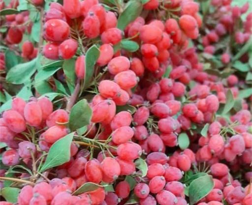عکس تصویر زرشک تازه