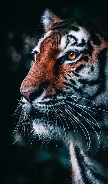 عکس فانتزی ببر با کیفیت بالا