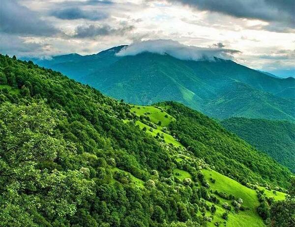 عکس جنگل ایران