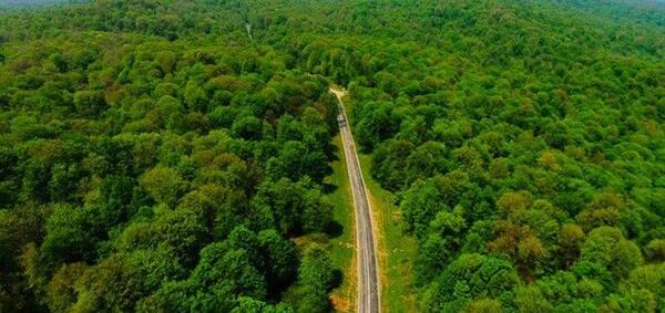 عکس جنگل ایران