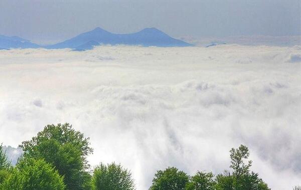 عکس جنگل ایران