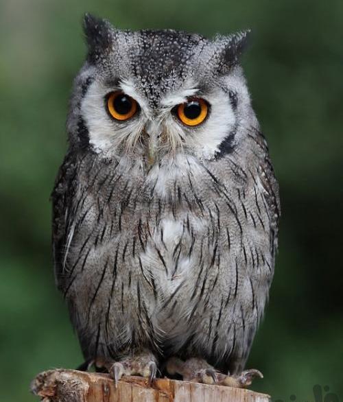 عکس جغد جنگلی