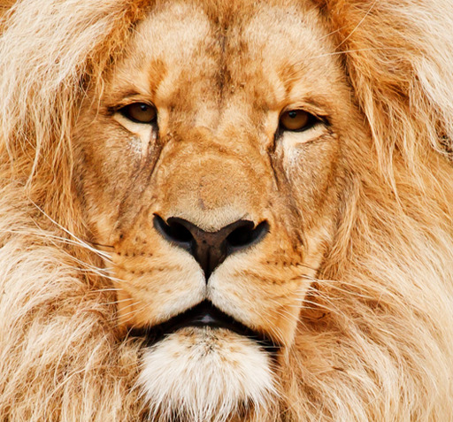 عکس حیوانات صدای