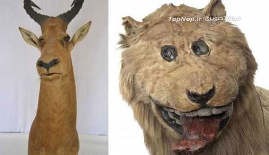 عکس روباه خشک شده