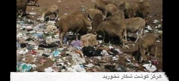 عکس گوشت ببر