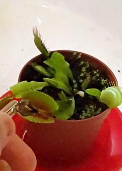 عکس گوشت ببر