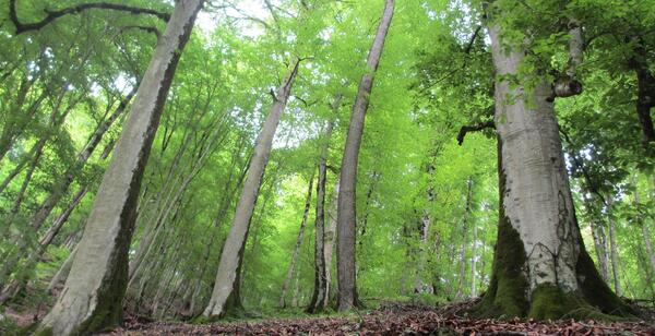 عکسهای طبیعت زیبای شمال ایران