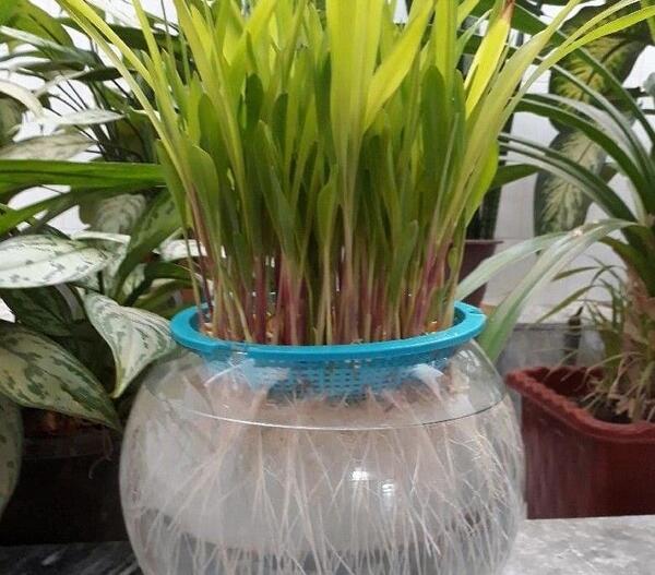 عکس سبزه ی ذرت چگونه است
