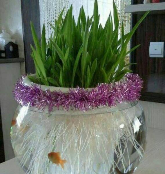 عکس سبزه ی ذرت چگونه است
