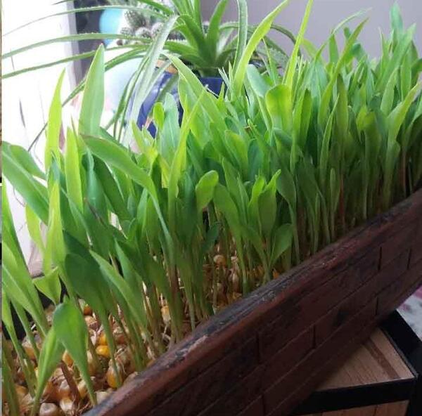عکس سبزه ی ذرت چگونه است
