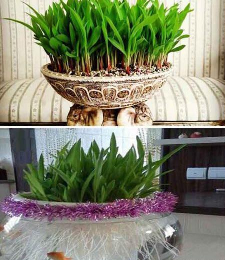 عکس سبزه ی ذرت چگونه است