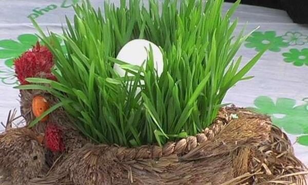 عکس سبزه ی ذرت چگونه است