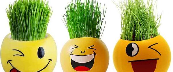 عکس سبزه ی ذرت چگونه است
