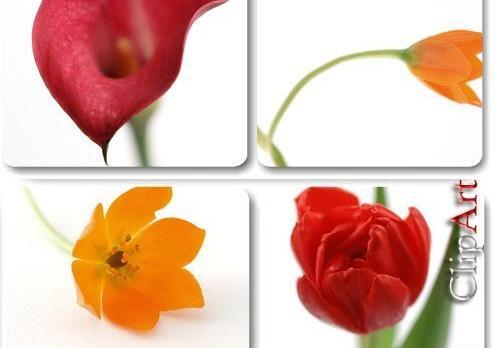 عکس طلای آبی