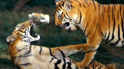 عکس ببر های وحشی