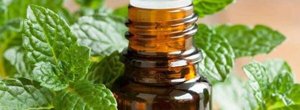 عکس روغن نعناع