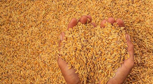 عکس طلوع آفتاب در گندم زار