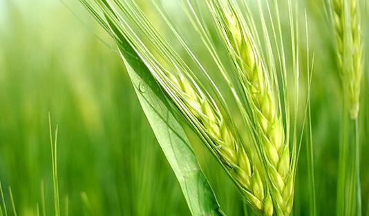 عکس طلوع آفتاب در گندم زار