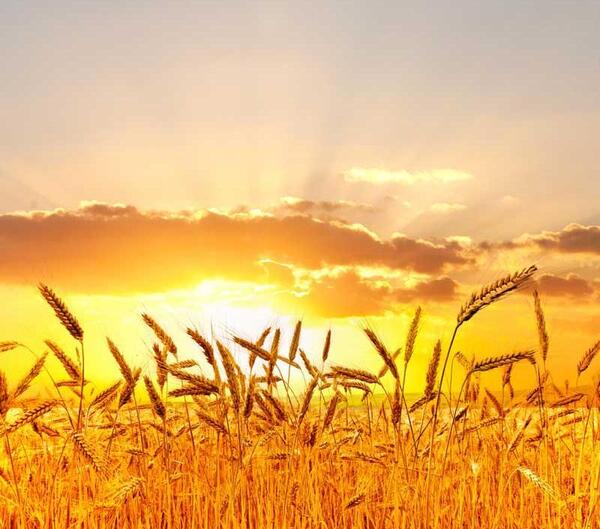 عکس طلوع آفتاب در گندم زار