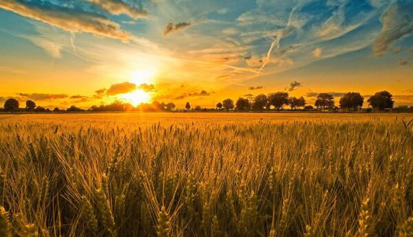 عکس طلوع آفتاب در گندم زار