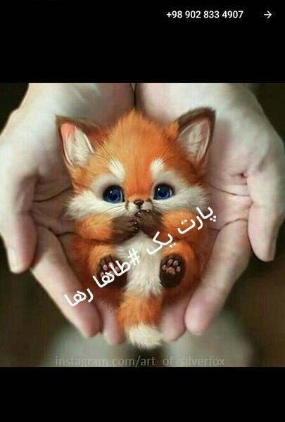 عکس حیوانات طاها