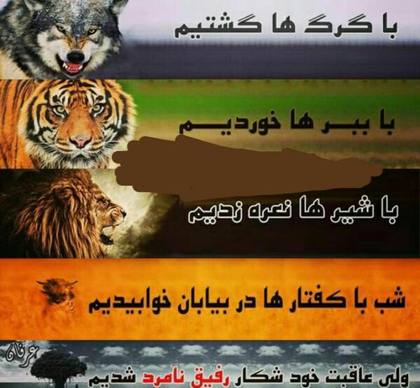 عکس ببر و گرگ
