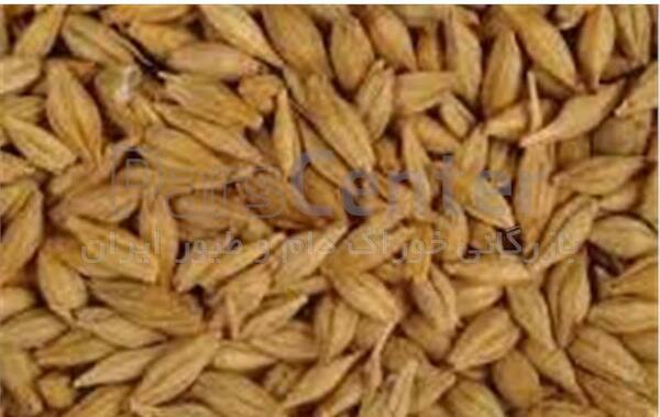 عکس جو روسی