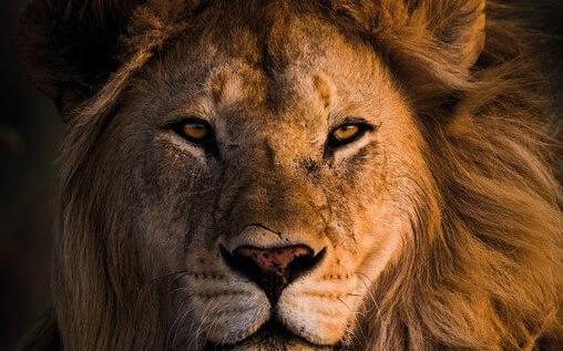 عکس شیر پروفایل پسرانه