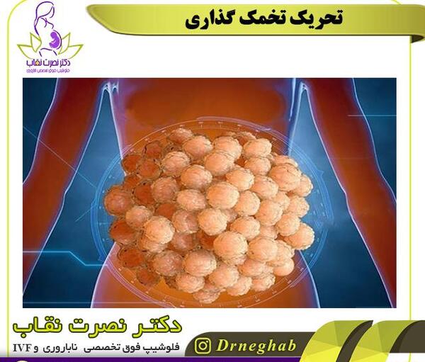 عکس آزاد شدن تخمک