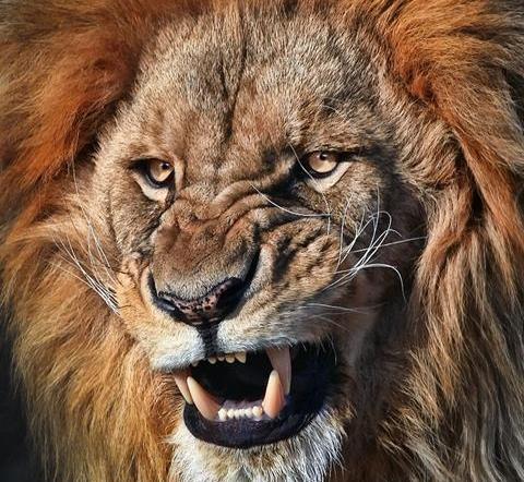 عکس شیر برای پروفایل پابجی