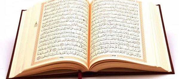 عکس جوجه تیغی صورتی