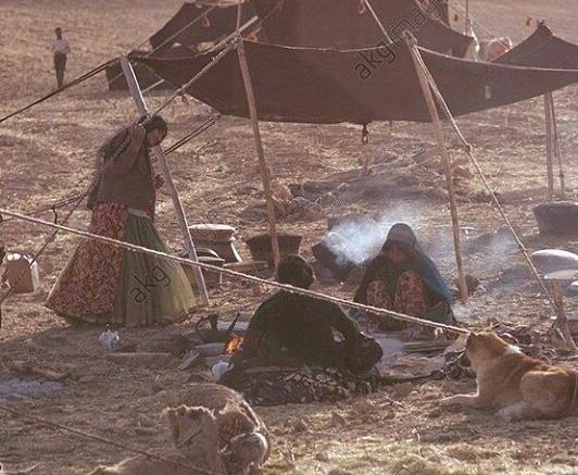 عکس عشق گله داری