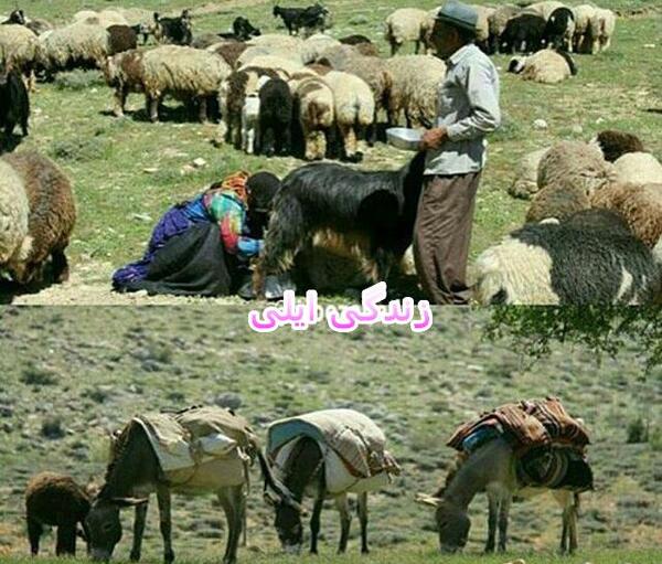 عکس عشق گله داری