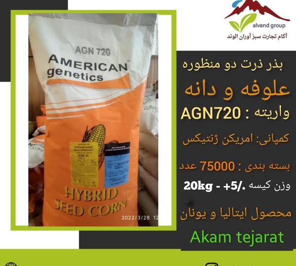 عکس بذر ذرت علوفه ای