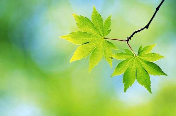عکس طبیعت های
