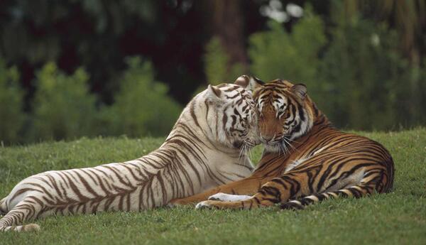 عکس ببر قهوه ای