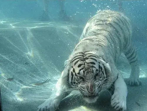 عکس ببر آبی