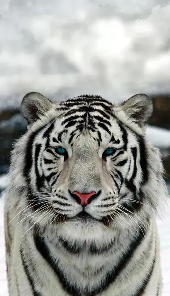 عکس ببر آبی